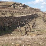 Bild från DinVinguide