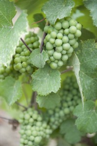 Bild från DinVinguide