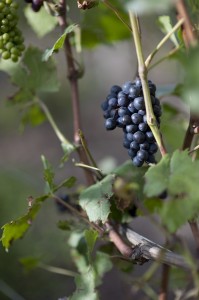 Bild från DinVinguide