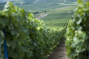 Bild från DinVinguide