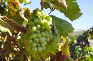 Bild från DinVinguide