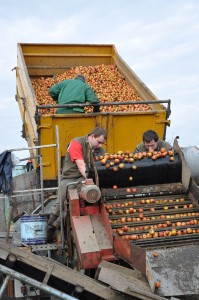 Skördearbete i november vid Chateau du Breuil