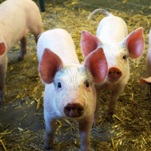 Griskulting Havor Gård Gotland