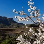 Bild från DinVinguide