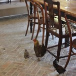 Bild från DinVinguide