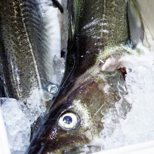 Skrei huvudråvara Årets Kock 2014 Foto: Karoline Nordefors nordefors.com