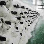 Bild från DinVinguide