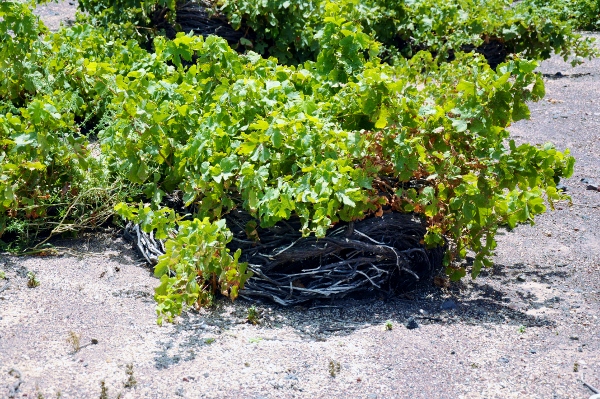 Vinstock Santorini