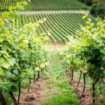 Bild från DinVinguide