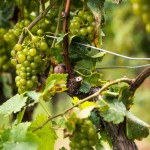 Bild från DinVinguide