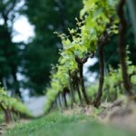 Bild från DinVinguide