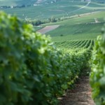 Bild från DinVinguide