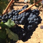 Bild från DinVinguide