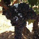 Bild från DinVinguide