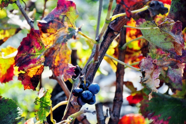 Hösten när den är som vackrast, färgglad och levande.