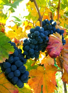 montepulciano marche