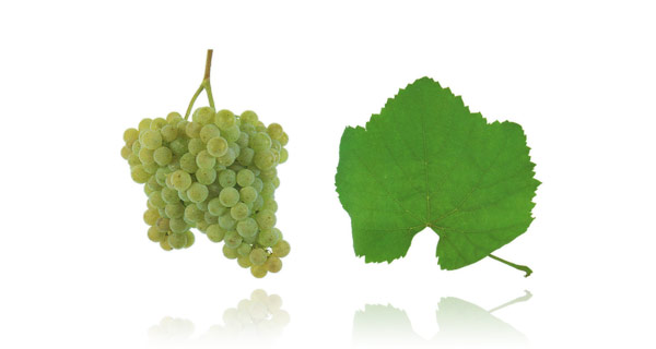 alvarinho druva och blad
