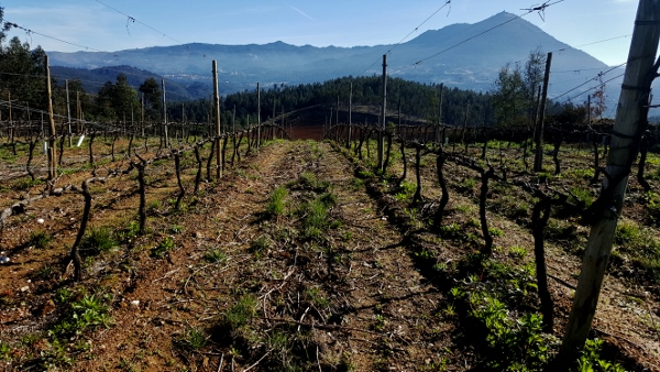 Vingård Vinho verde