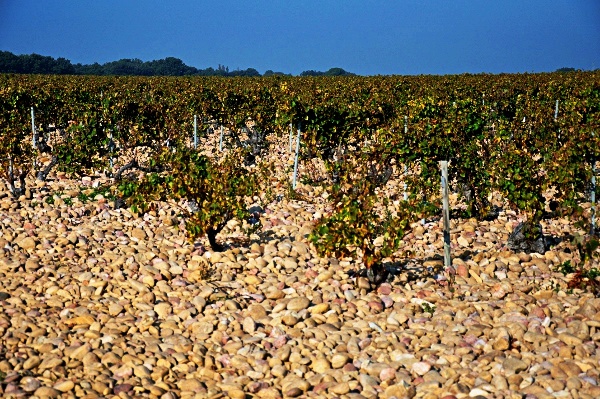 Vingård Rhone