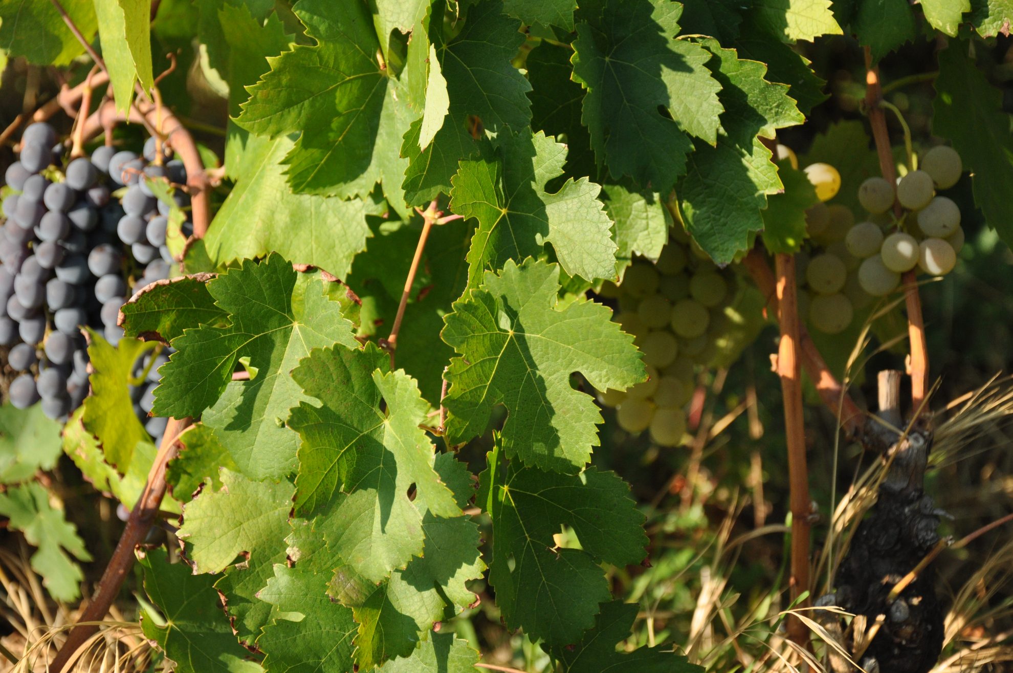 Uva rara - DinVinguide