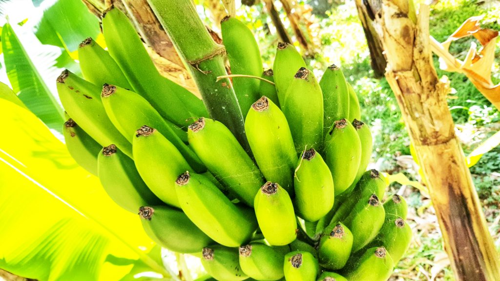 Bild från DinVinguide