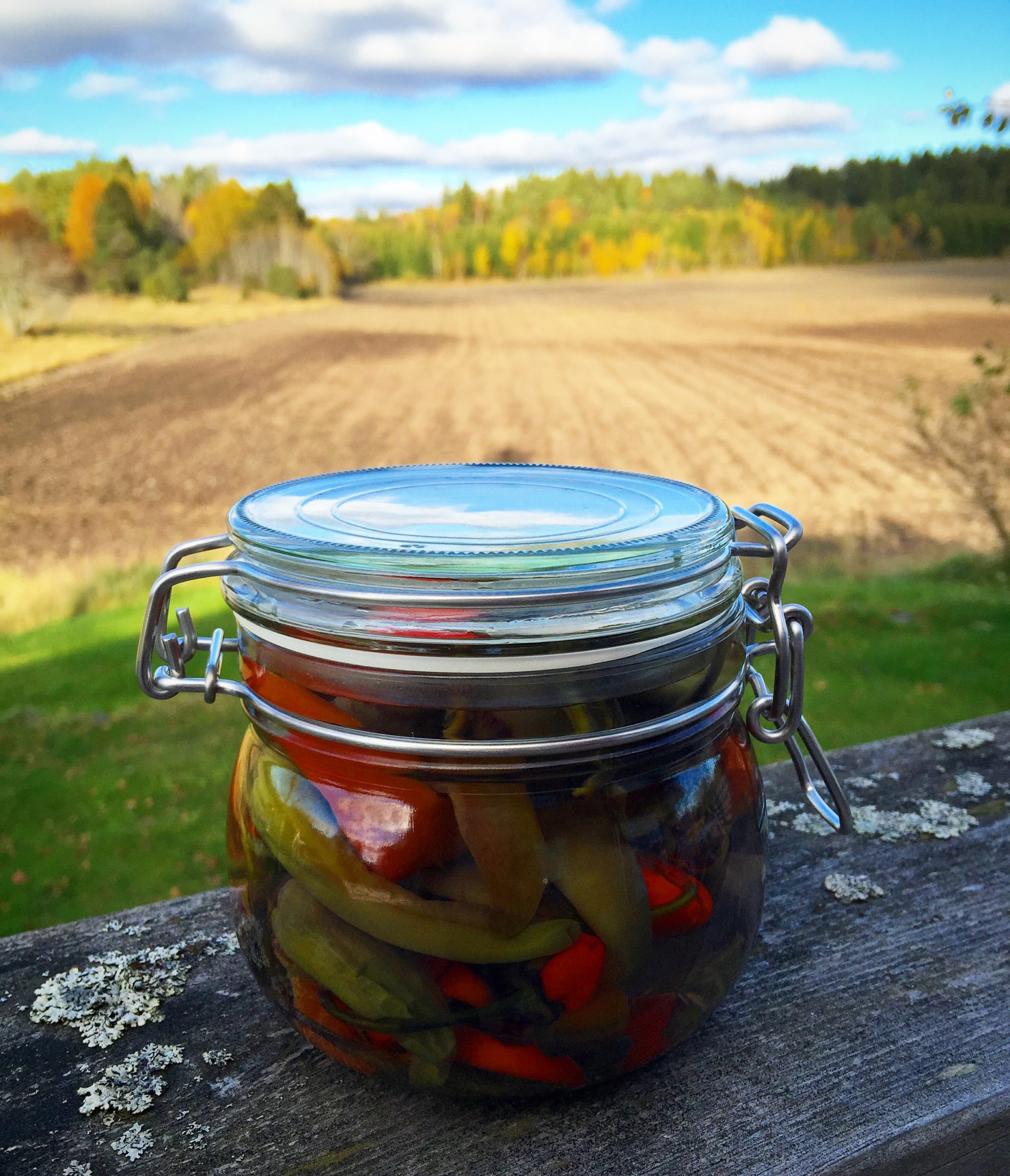 bild på Picklad Chili