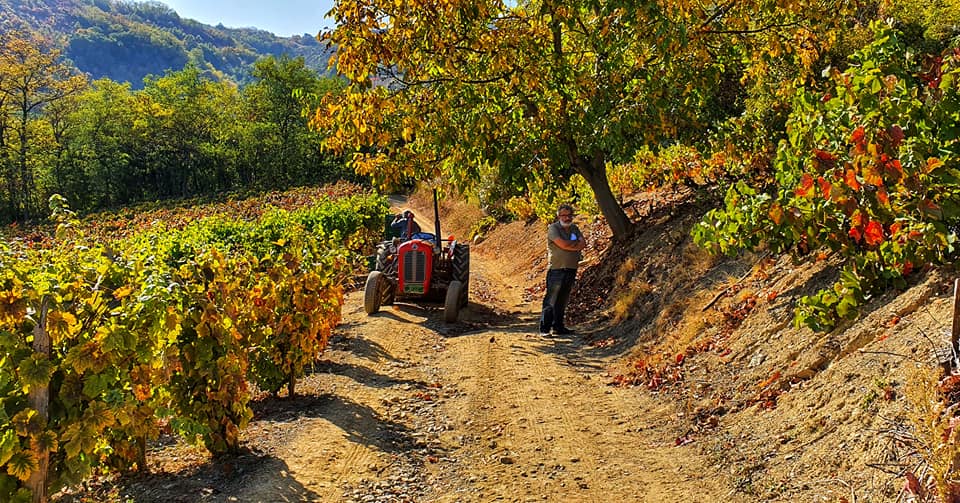 Vineyard Zupa Serbia