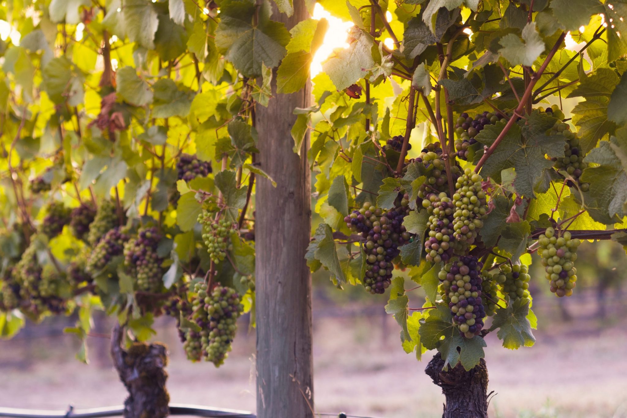 Pinot noir utanför Frankrike