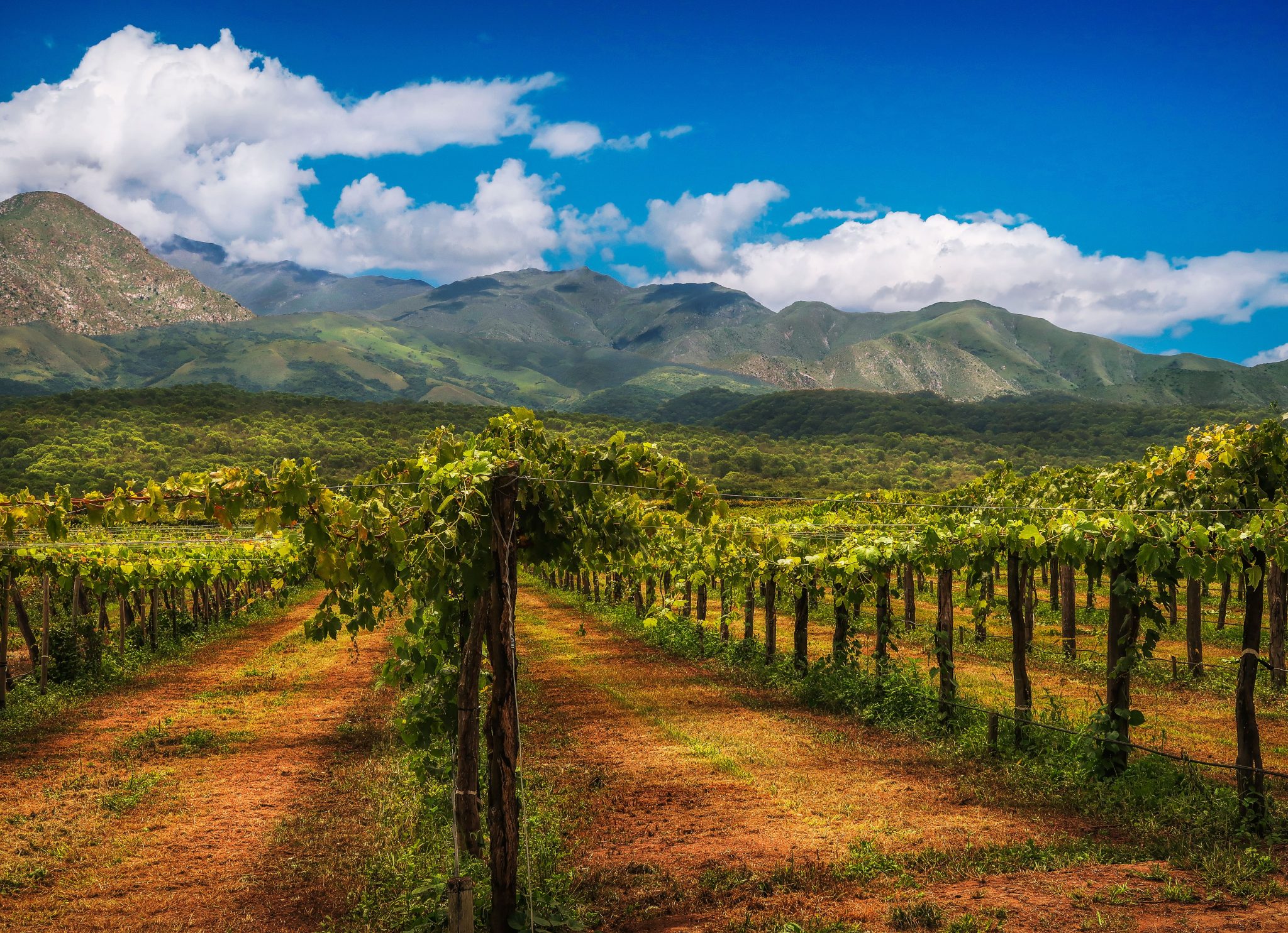 Vinlandet Argentina