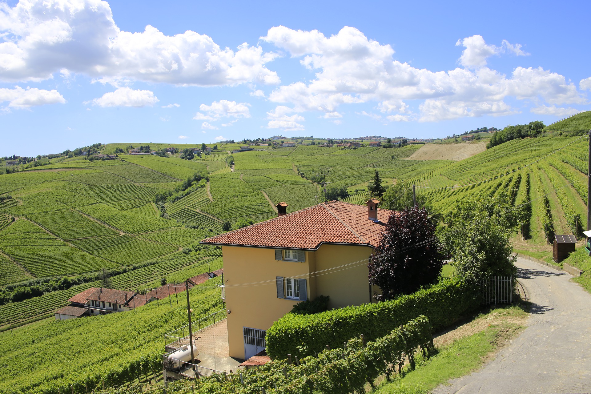 Barberaskolan trenddruva Piemonte