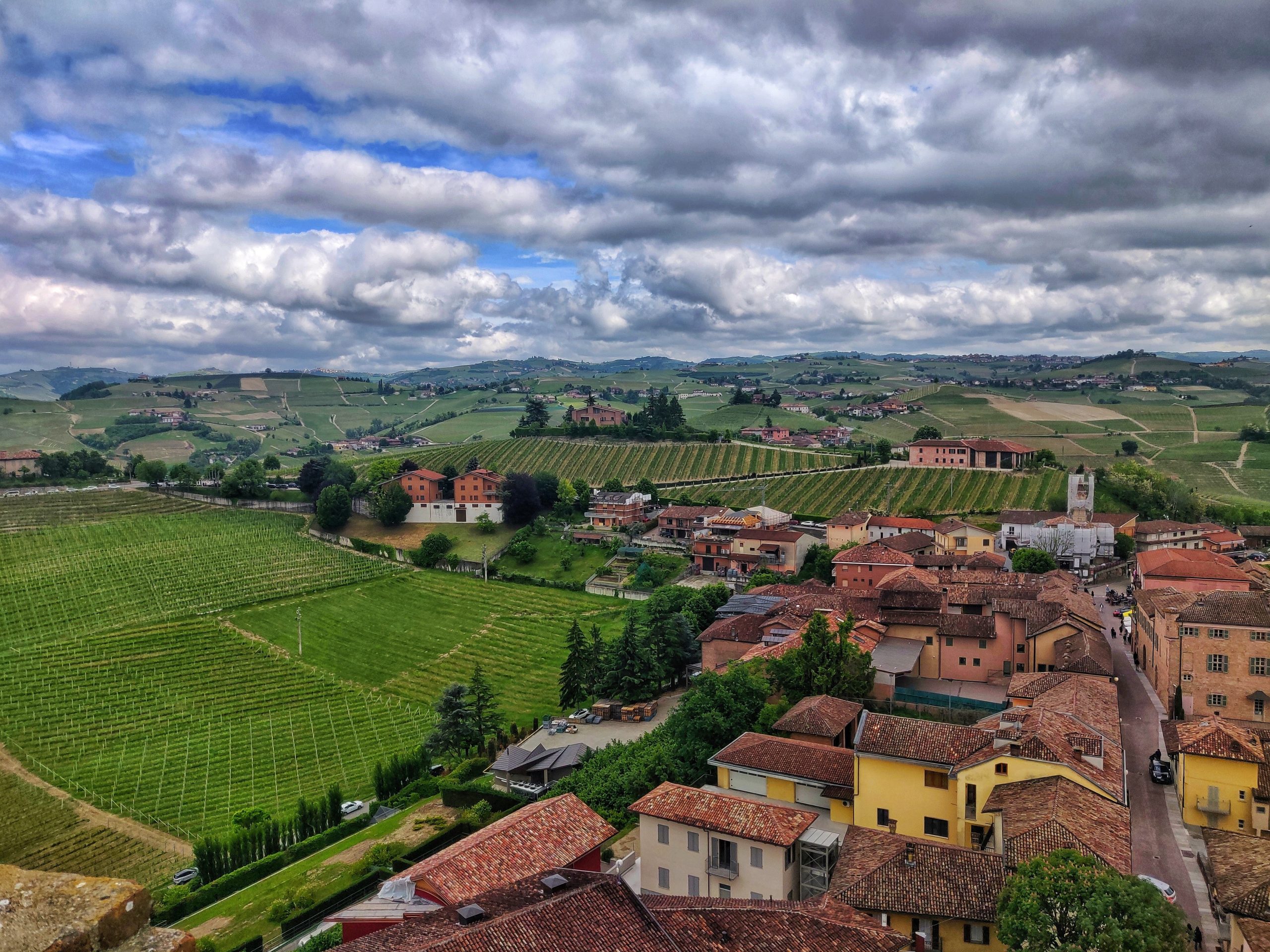 Barberaskolan trenddruva Piemonte