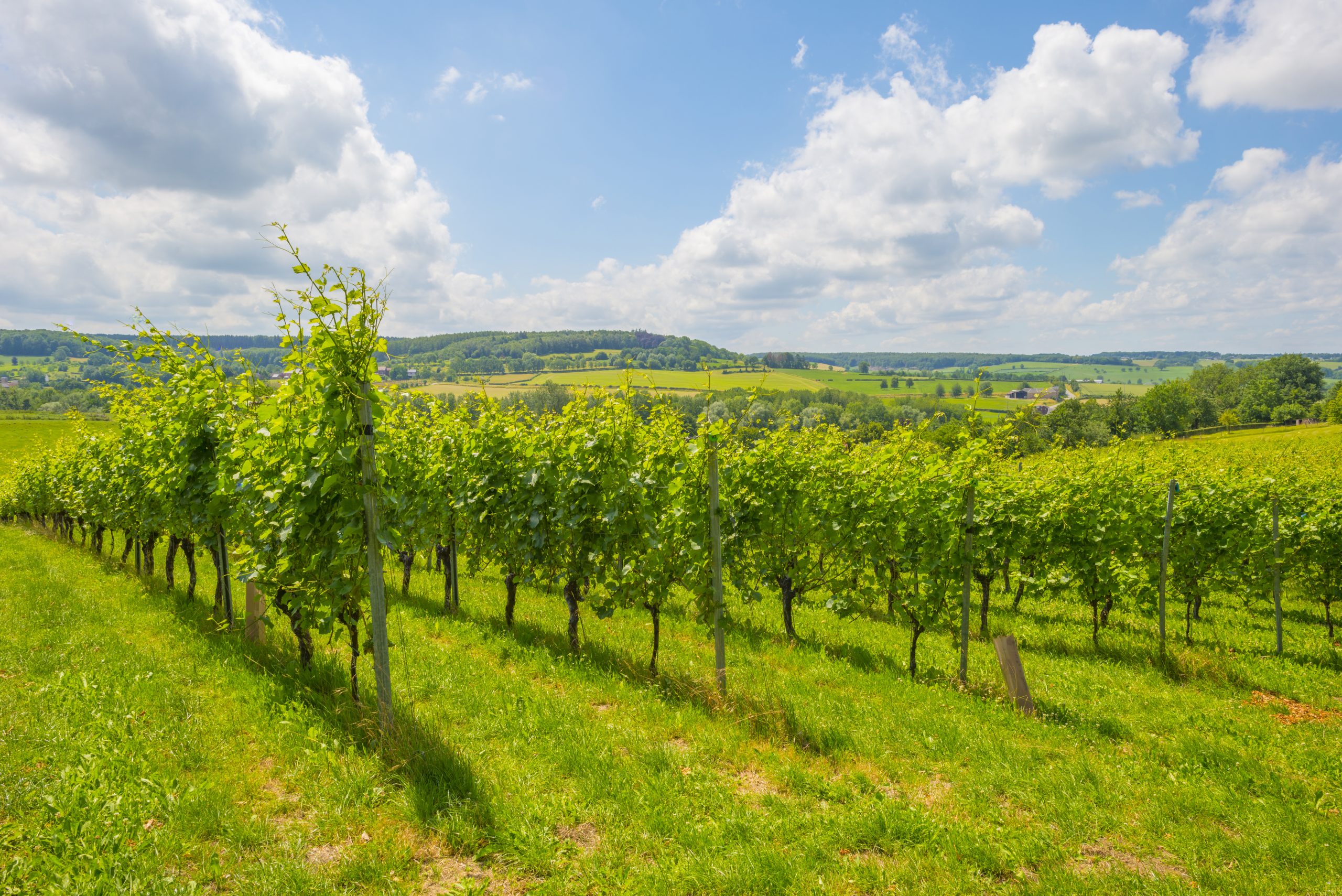 Vinlandet Belgien