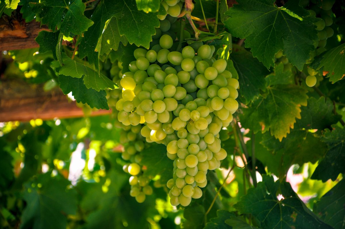 bild på Sommaren med chardonnay