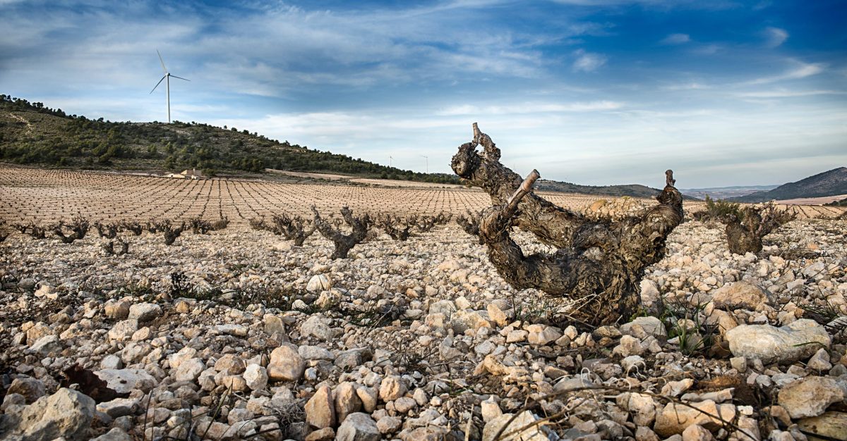 bild på Månadens vinhus: Bodegas Juan Gil