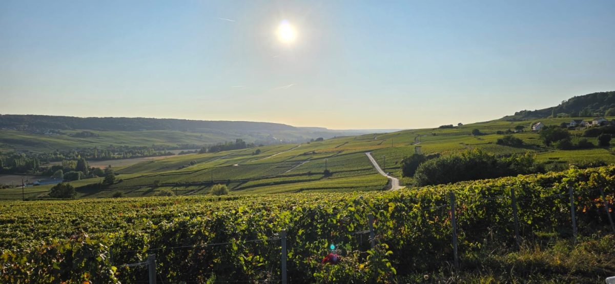 BestChampagne.se, DinVinguide.se och DryckesListan.se är guider för alla som har mat, dryck, vin och livsnjutning som gemensamma intressen. I DinVinguide.se finns de flesta artiklarna och på Dryckeslistan.se finns våra topplistor där vi vill hjälpa dig att göra livet godare och bättre. Våra skribenter hjälper dig med val av dryck till maten. På bägge sidor bjuder vi även på recept. Vi fyller kontinuerligt på med nya, härliga alternativ. Missa inte att kolla in varje vecka för din nya topplista. Missa inte heller BestChampagne där vi djupdyker i mousserande viner och framförallt champagne. Välkommen att utforska mat och dryckesvärlden med oss!