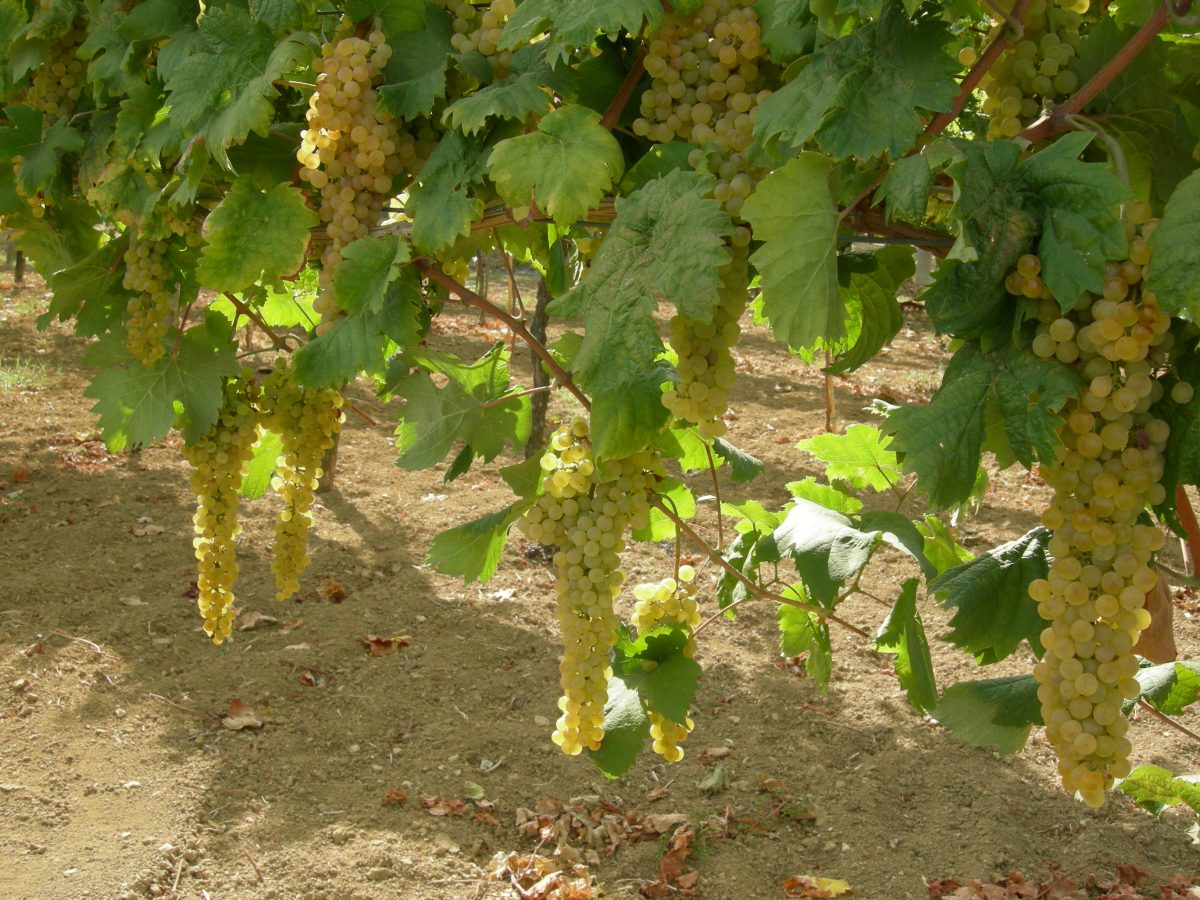 Albana Romagnas vita stolthet