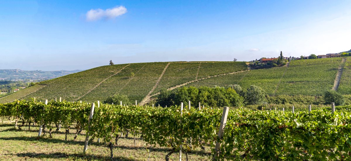Barbaresco är populärt